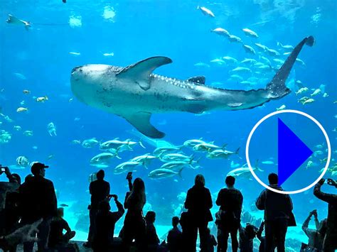 georgia aquarium live cams